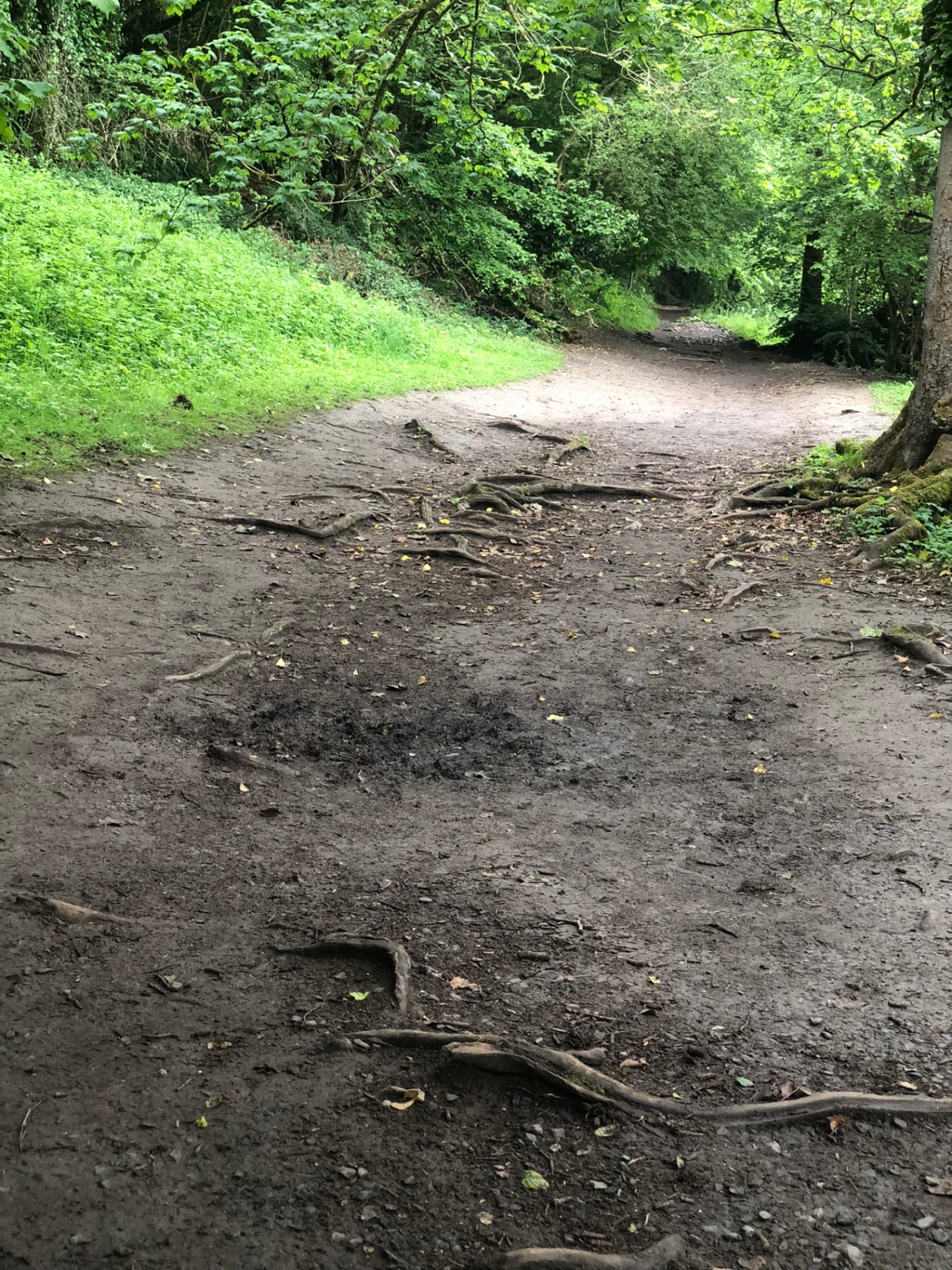 Path Conditions www.trailPath360.com - Making Nature Accessible for Everyone